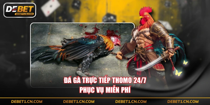 Đá gà trực tiếp Thomo 24/7 phục vụ miễn phí